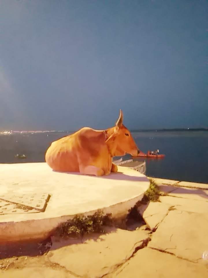 Vache sacrée et sa douceur en Inde